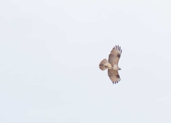 Eastern Buzzard Kabukuri Pond Sun, 3/27/2022