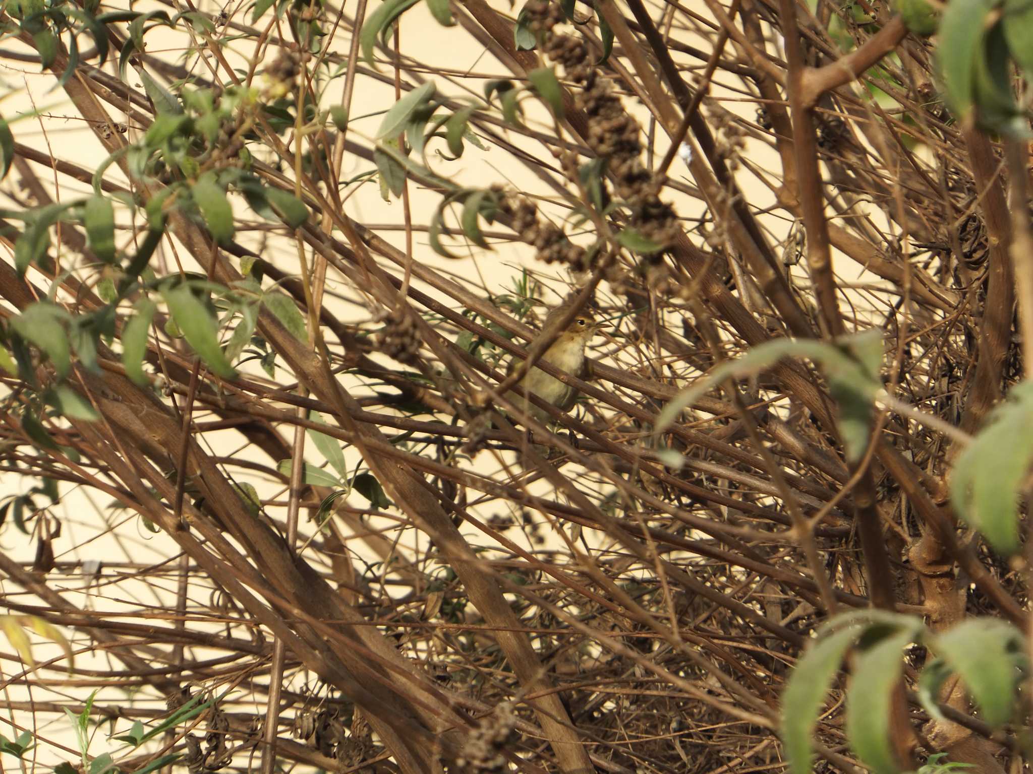 Desert Wheatear