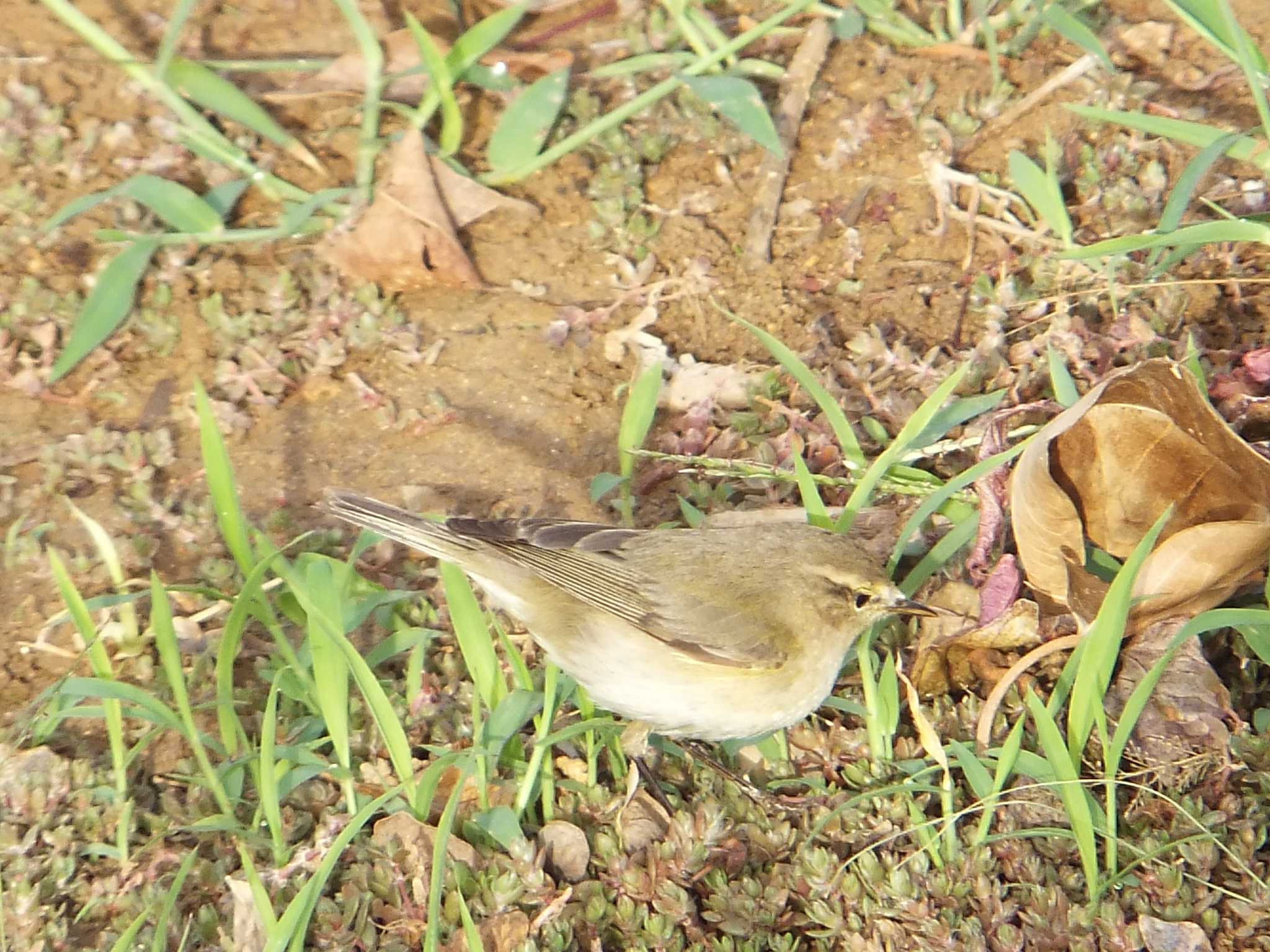 Desert Wheatear