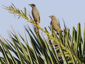 2011年11月28日(月) サウジアラビア マッカ(メッカ)州 ラービグ市の野鳥観察記録