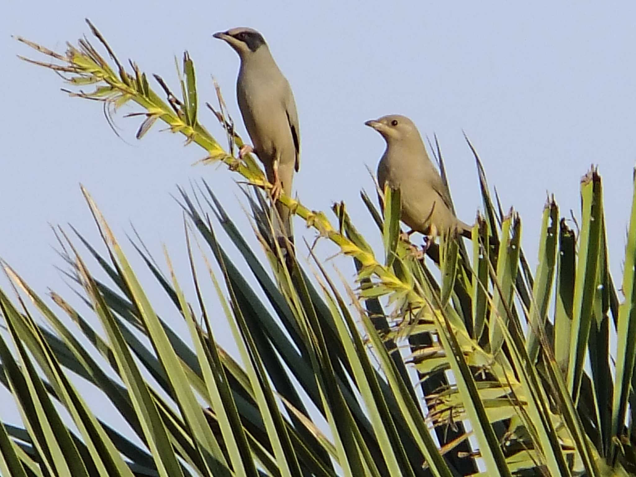 Grey Hypocolius