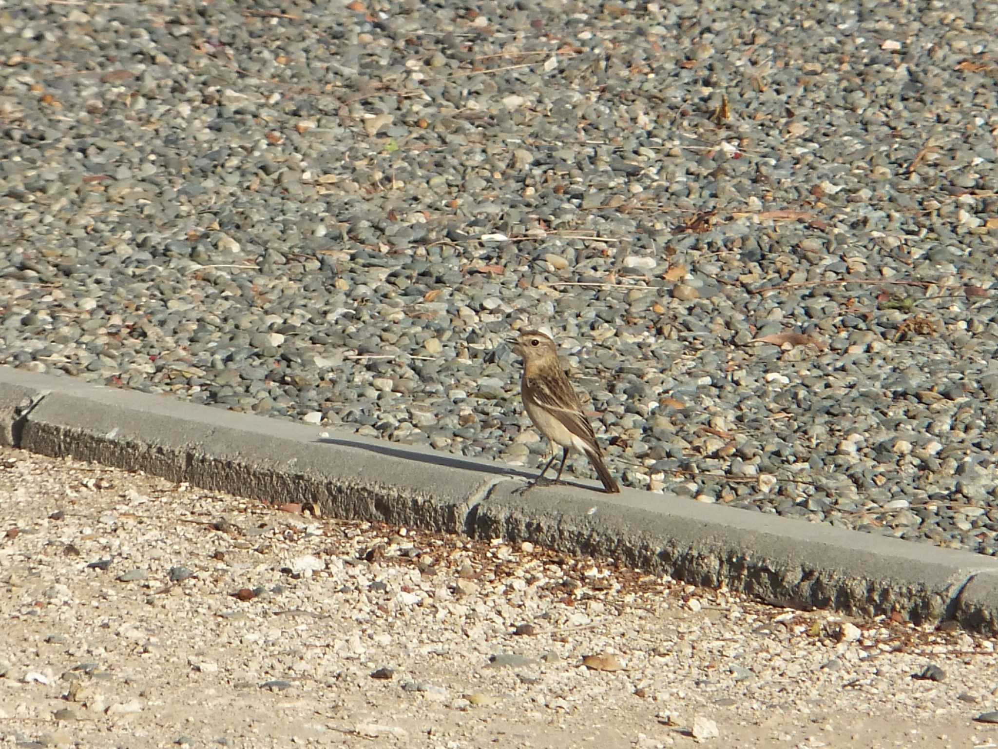 Desert Wheatear