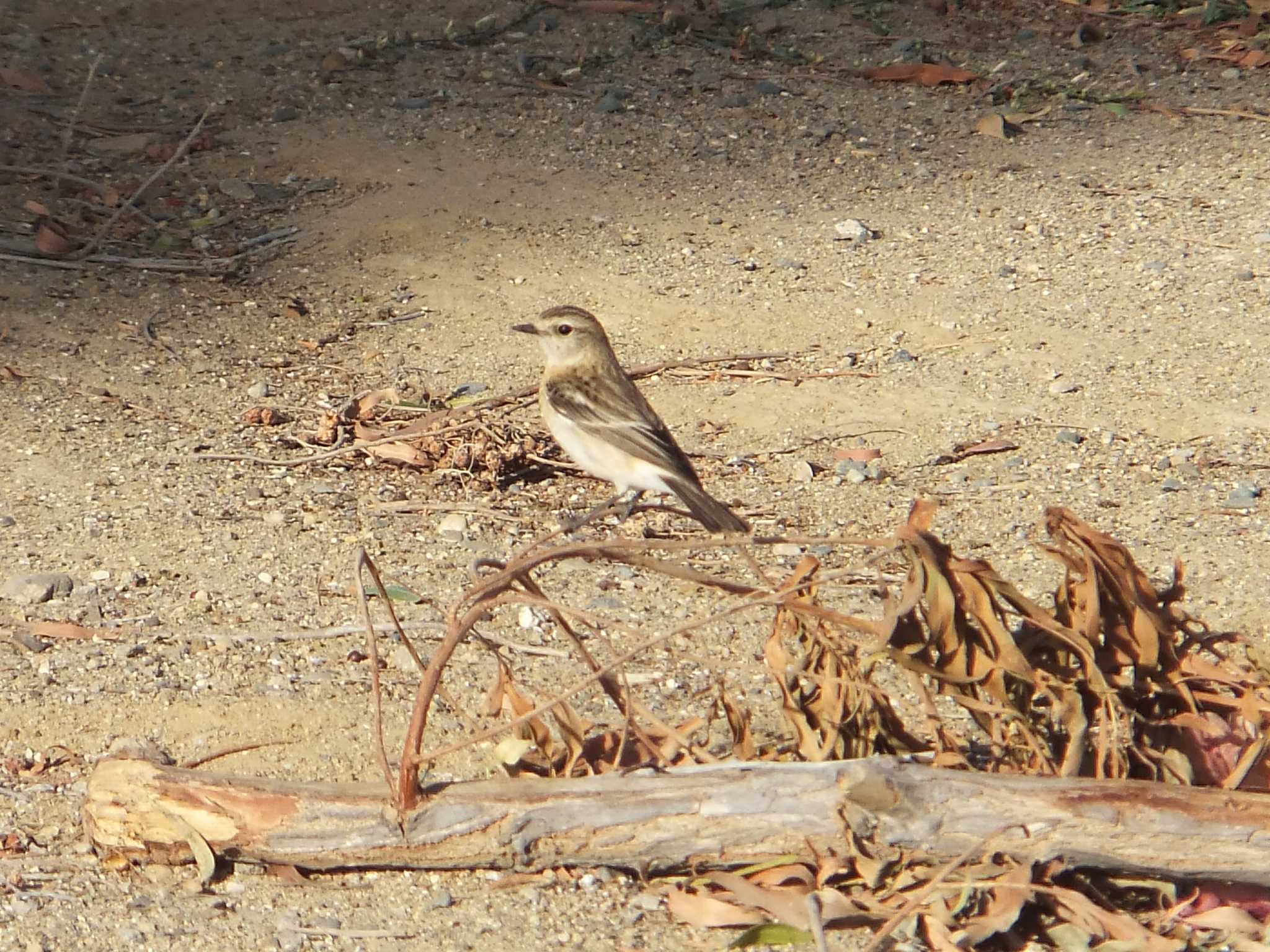 Desert Wheatear