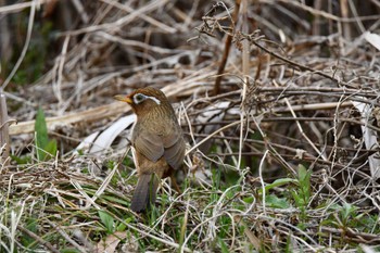 2022年3月27日(日) 北本自然観察公園の野鳥観察記録