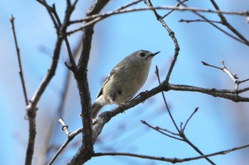 キクイタダキ 金ヶ崎公園(明石市) 2022年3月27日(日)