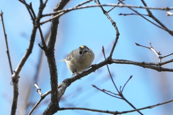 Sun, 3/27/2022 Birding report at 金ヶ崎公園(明石市)