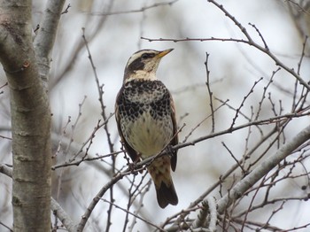 Dusky Thrush Akigase Park Sat, 3/26/2022