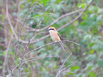 Bull-headed Shrike Akigase Park Sat, 3/26/2022