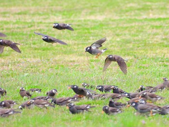 White-cheeked Starling Akigase Park Sat, 3/26/2022