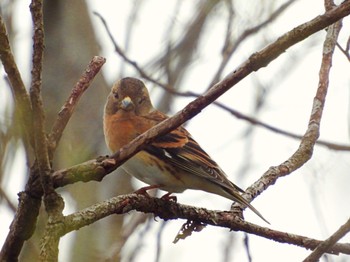 Brambling Akigase Park Sat, 3/26/2022