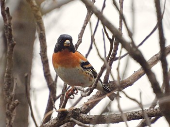 Brambling Akigase Park Sat, 3/26/2022