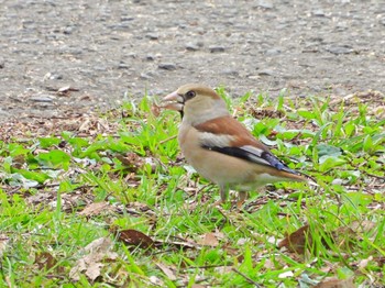 Hawfinch Akigase Park Sat, 3/26/2022