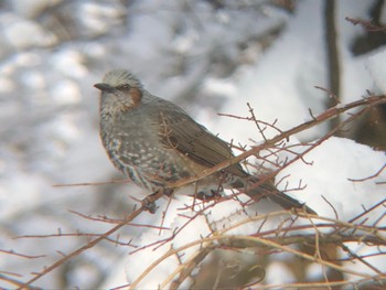 Brown-eared Bulbul 沼田公園(群馬県) Fri, 1/21/2022