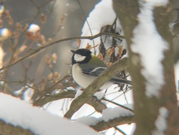 Japanese Tit 沼田公園(群馬県) Fri, 1/21/2022