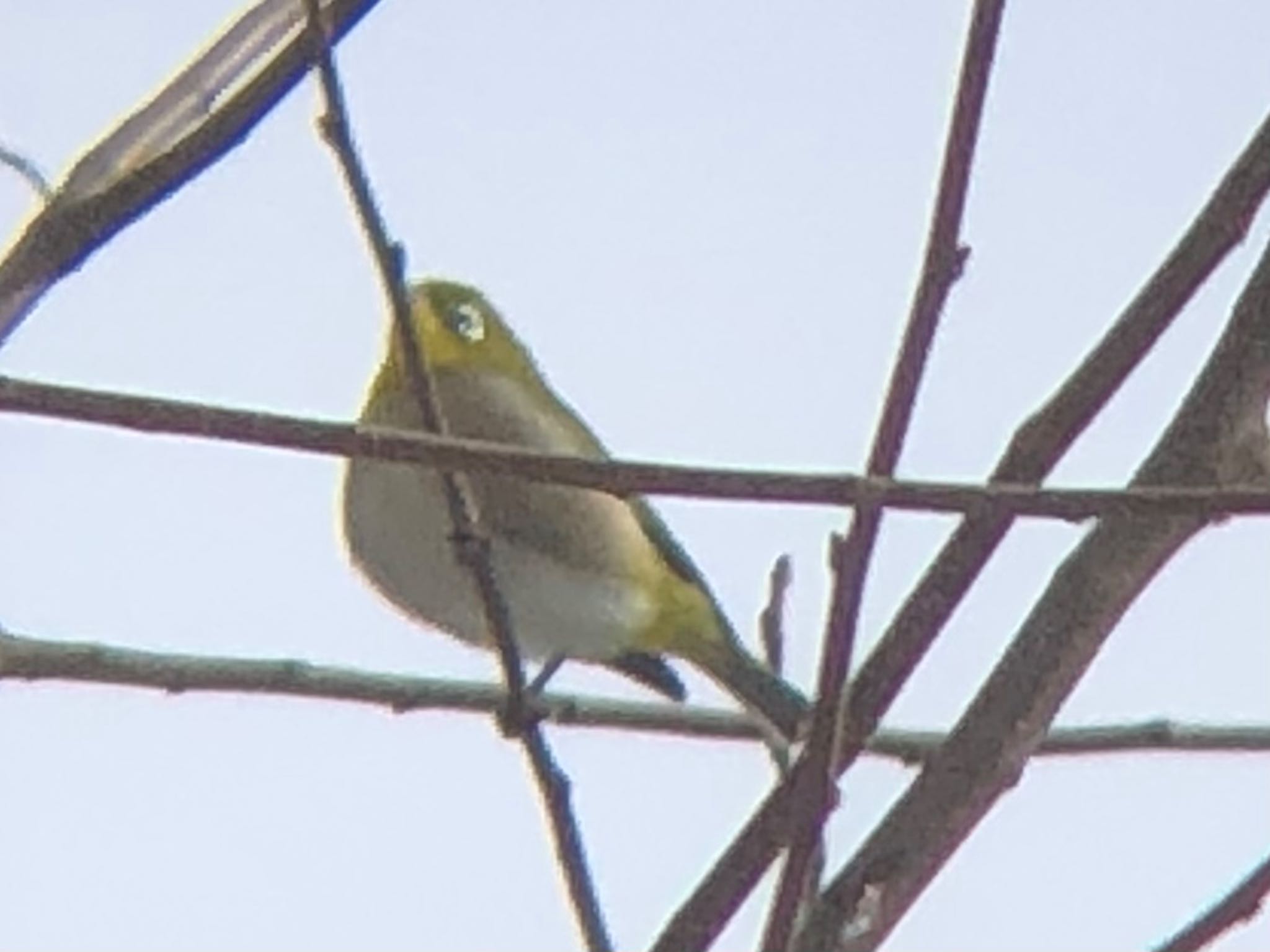 Warbling White-eye