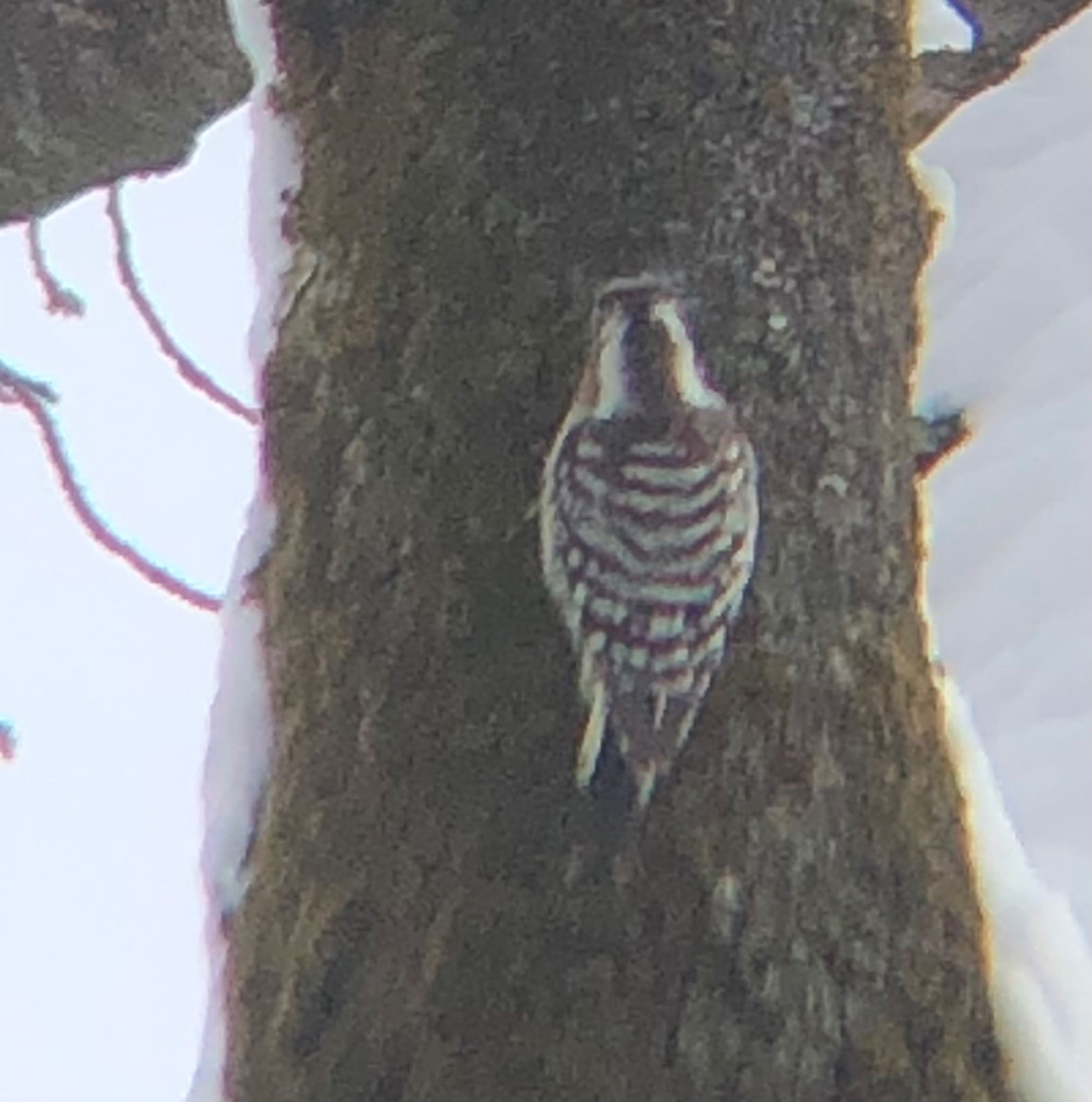 Japanese Pygmy Woodpecker