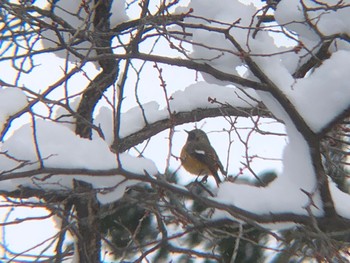 Daurian Redstart 沼田公園(群馬県) Fri, 1/21/2022