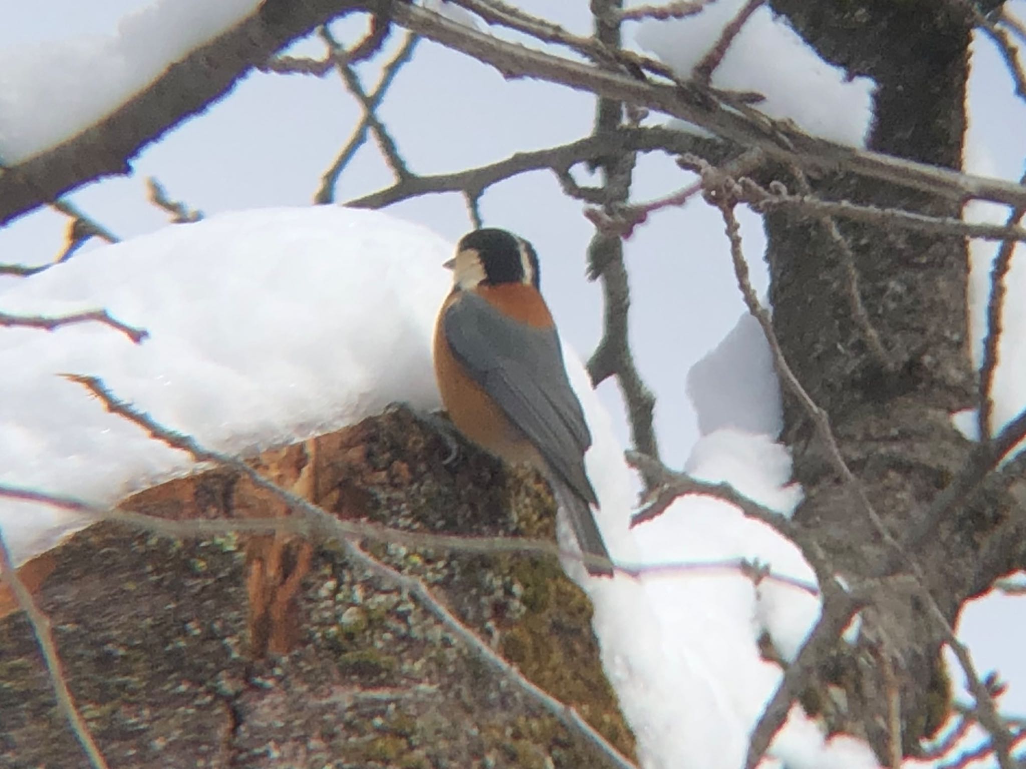 Varied Tit