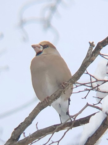 Hawfinch 沼田公園(群馬県) Fri, 1/21/2022