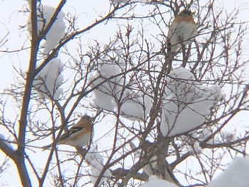 Brambling 沼田公園(群馬県) Fri, 1/21/2022