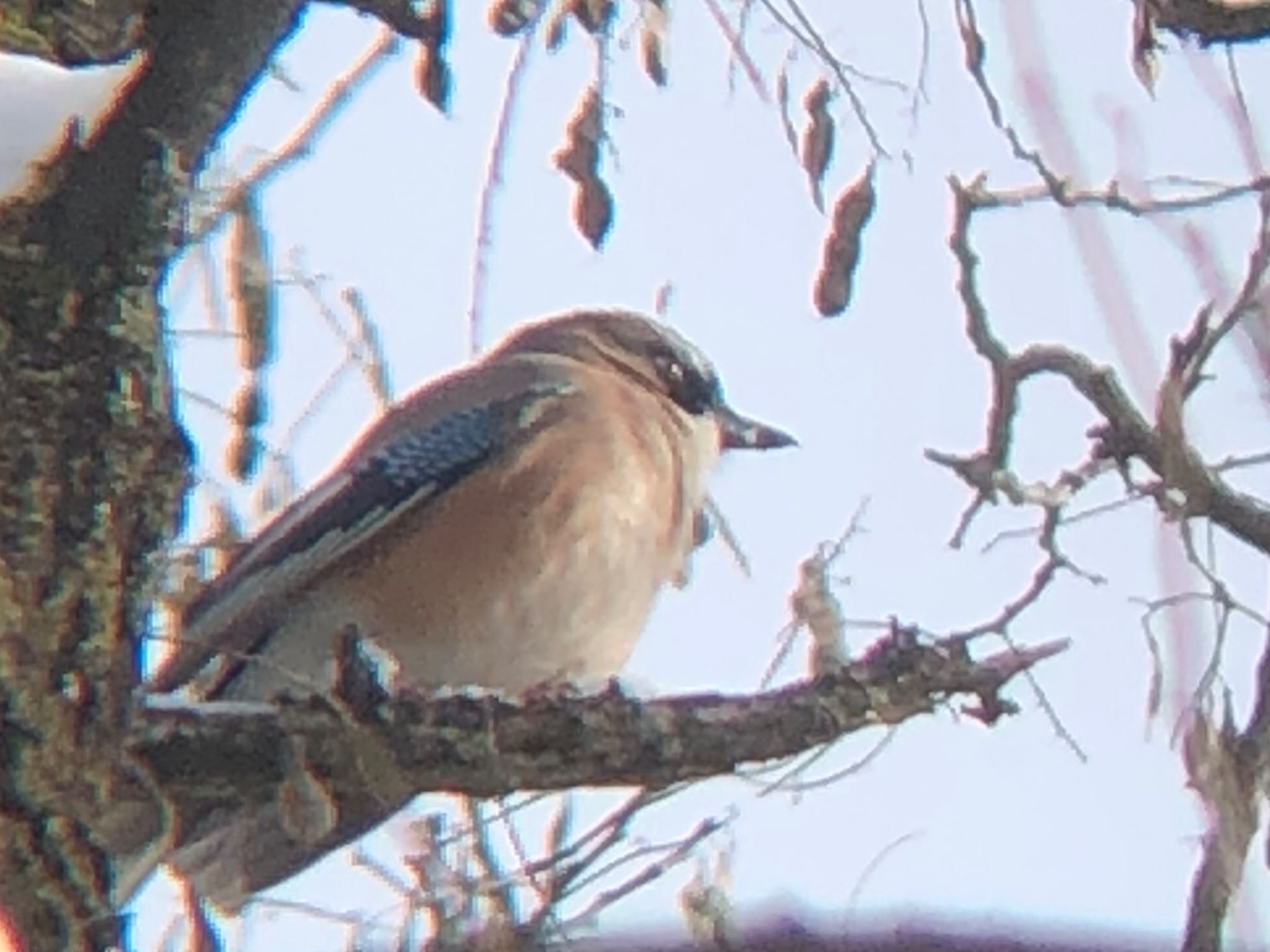 Photo of Eurasian Jay at 沼田公園(群馬県) by Kamoshirenai