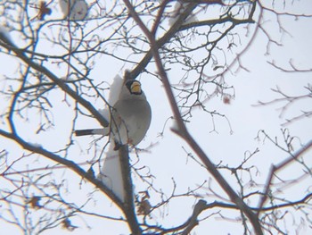 Japanese Grosbeak 沼田公園(群馬県) Fri, 1/21/2022