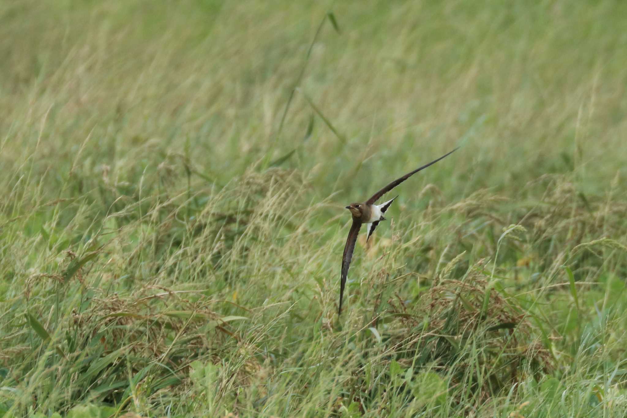 Photo of Oriental Pratincole at 金武町(沖縄県) by Zakky