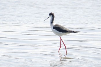 Black-winged Stilt 今津干潟 Sun, 3/27/2022