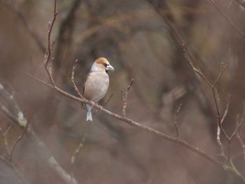 2022年3月27日(日) 十里木高原の野鳥観察記録