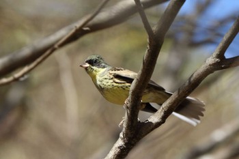 Masked Bunting 平谷川 Sun, 3/27/2022