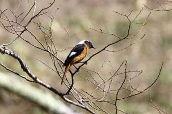 Daurian Redstart 平谷川 Sun, 3/27/2022