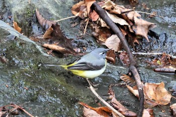 2022年3月27日(日) 早戸川林道の野鳥観察記録