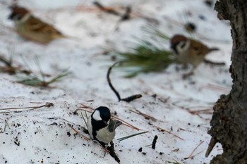 2022年3月27日(日) 中島公園の野鳥観察記録