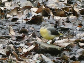 2022年3月27日(日) 横浜市児童遊園地の野鳥観察記録