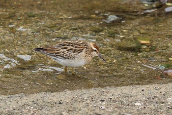 Sharp-tailed Sandpiper 金武町(沖縄県) Mon, 10/30/2017