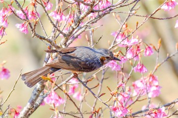 Brown-eared Bulbul 守谷 Sat, 3/26/2022