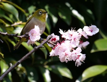 Warbling White-eye 都港野鳥公園 Thu, 3/24/2022