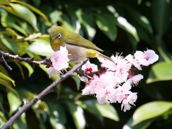 Warbling White-eye 都港野鳥公園 Thu, 3/24/2022