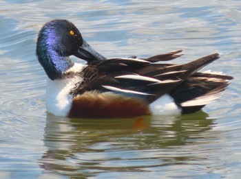 Northern Shoveler 乃木浜総合公園 Sun, 3/27/2022