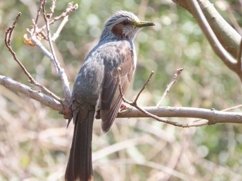 Brown-eared Bulbul 乃木浜総合公園 Sun, 3/27/2022