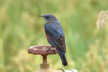 Blue Rock Thrush 金武町(沖縄県) Mon, 10/30/2017