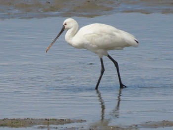 2022年3月27日(日) 厚狭川河口の野鳥観察記録