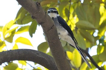 リュウキュウサンショウクイ 昭和記念公園 2022年3月15日(火)