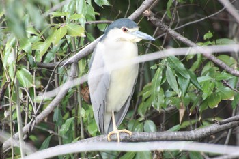 Sun, 3/27/2022 Birding report at 山梨武田神社