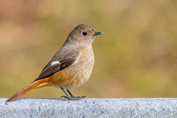 Daurian Redstart 石ケ谷公園 Mon, 2/14/2022