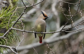 Japanese Waxwing 和歌山城公園 Wed, 3/23/2022