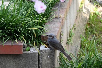 2022年3月28日(月) 宝梅の野鳥観察記録