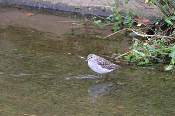 Wood Sandpiper 金武町(沖縄県) Mon, 10/30/2017