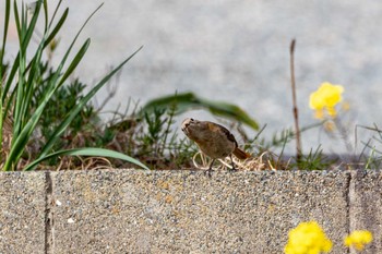 Daurian Redstart 生の松原 Sun, 3/20/2022