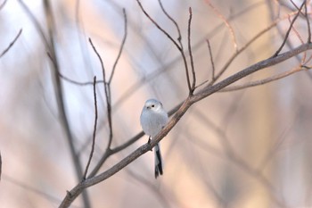 Long-tailed tit(japonicus) 帯広市内 Mon, 3/28/2022